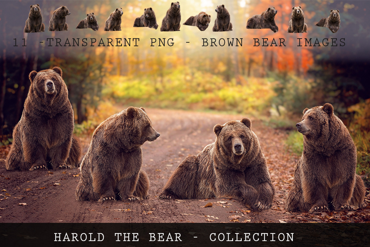 11 - Transparent PNG Bears, an Object Graphic by DareToDream (Photo 1 of 2)