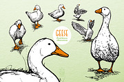 Geese - Hand Drawn Illustrations, an Animal Illustration by Andrea Tardivo (Thumbnail 1 of 4)