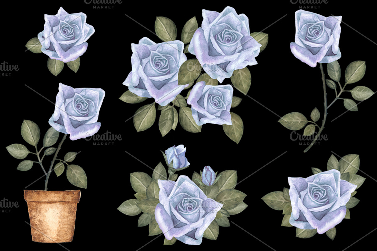 Watercolor blue roses flowers, a Decorative Illustration by Color_Brush (Photo 3 of 5)