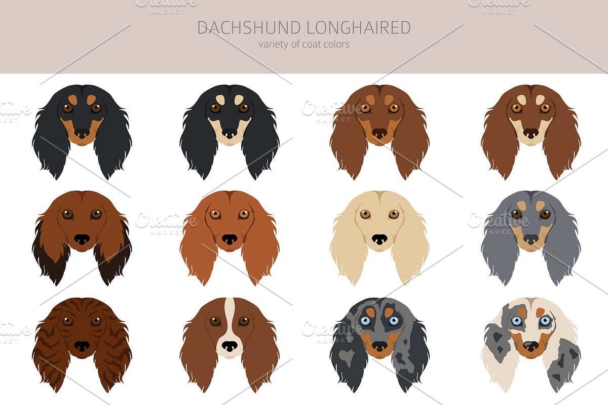 Dachshund longhaired clipart, an Animal Illustration by pet design shop (Photo 5 of 10)
