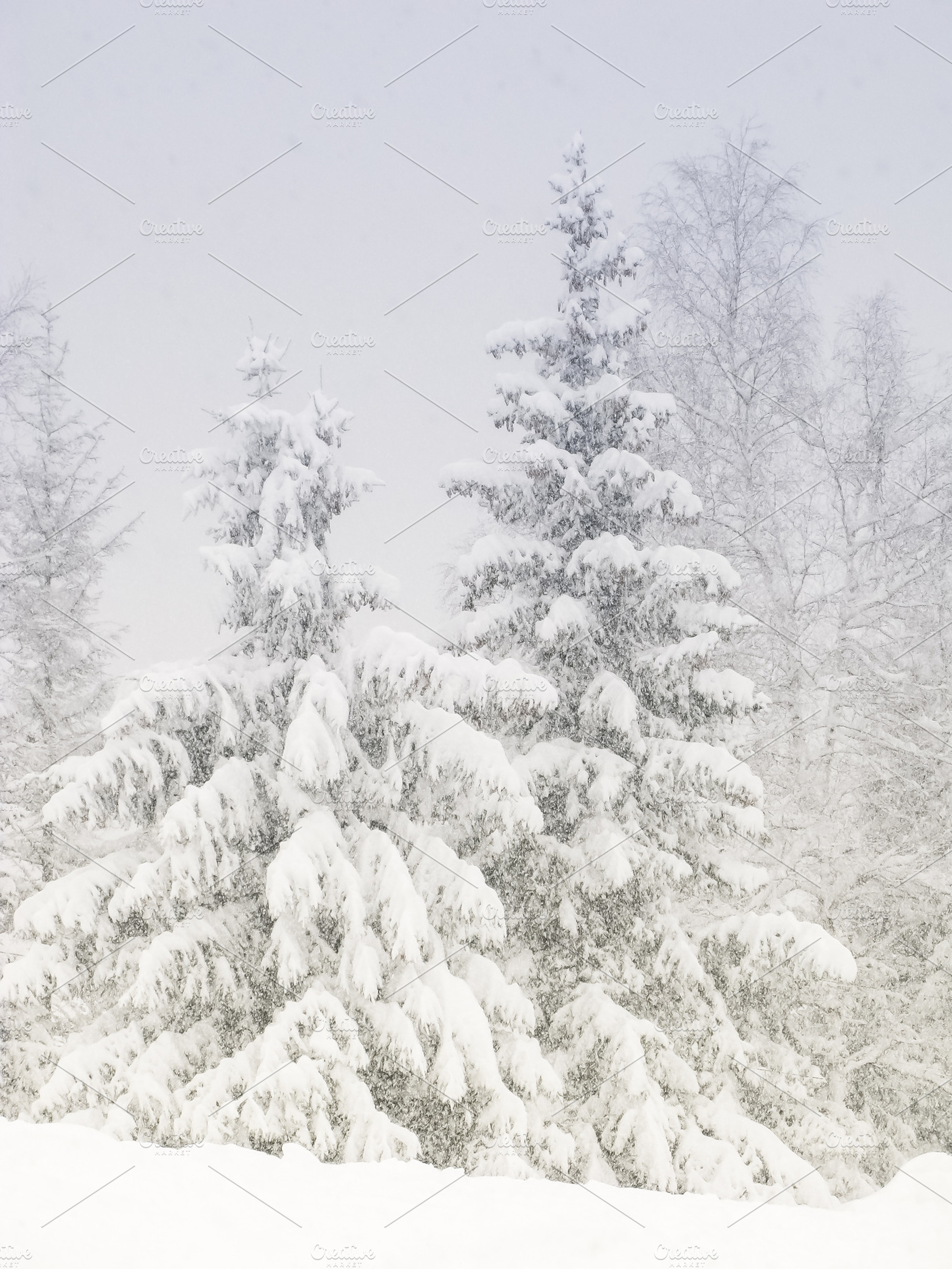 Snow Pine