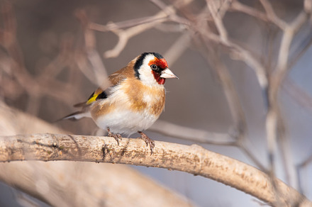 Goldfinch, Carduelis carduelis, perc, an Animal Photo by AlexBush