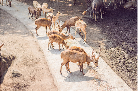 Deer eat in a zoo safari in the, an Animal Photo by Elizaveta Galitskaya