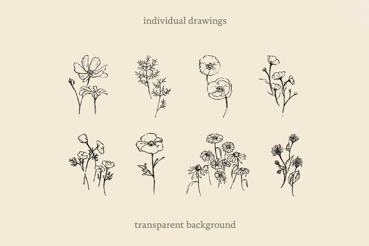Sketchy Pencil Drawing Wildflowers, an Illustration by elpple (Photo 2 of 7)