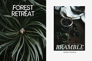 Forest Stock Photos | Moody Woodland, a Nature Photo by Tale.Haus (Thumbnail 9 of 20)