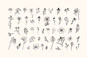 Elegant Botanicals | 100% Hand drawn, a Decorative Illustration by Olia (Thumbnail 4 of 14)