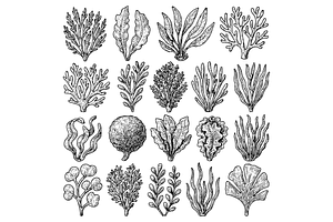 Seaweed Varieties for Cooking, an Object Graphic by RT Studio