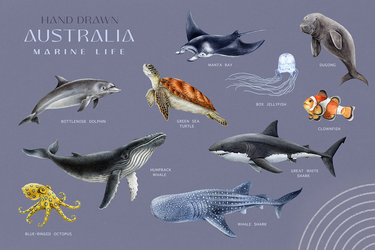 Australia Flora Fauna Clipart, an Animal Illustration by AnitaPol (Photo 5 of 27)