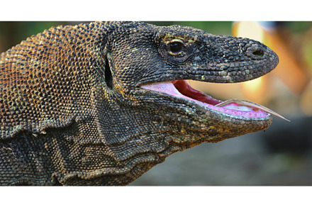Komodo dragon showing forked tongue