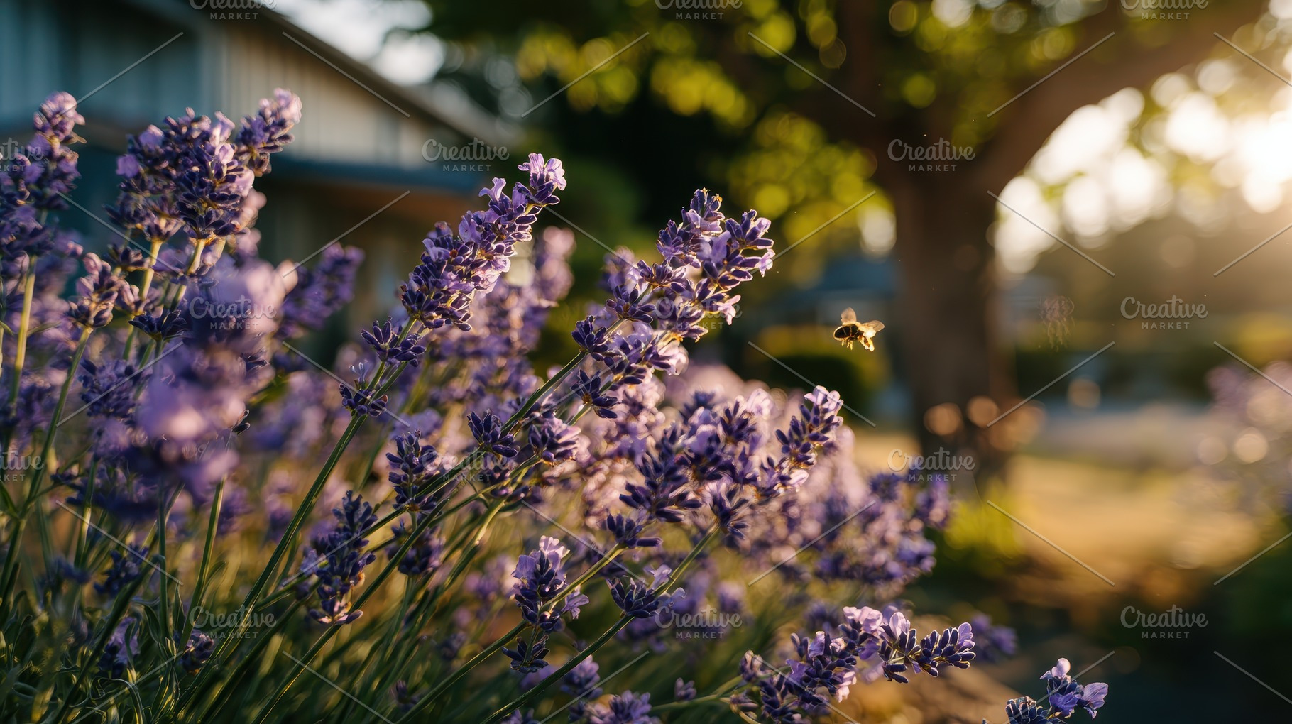 Lavender flowers bee sunset garden, a Photo by Pixeness Studio