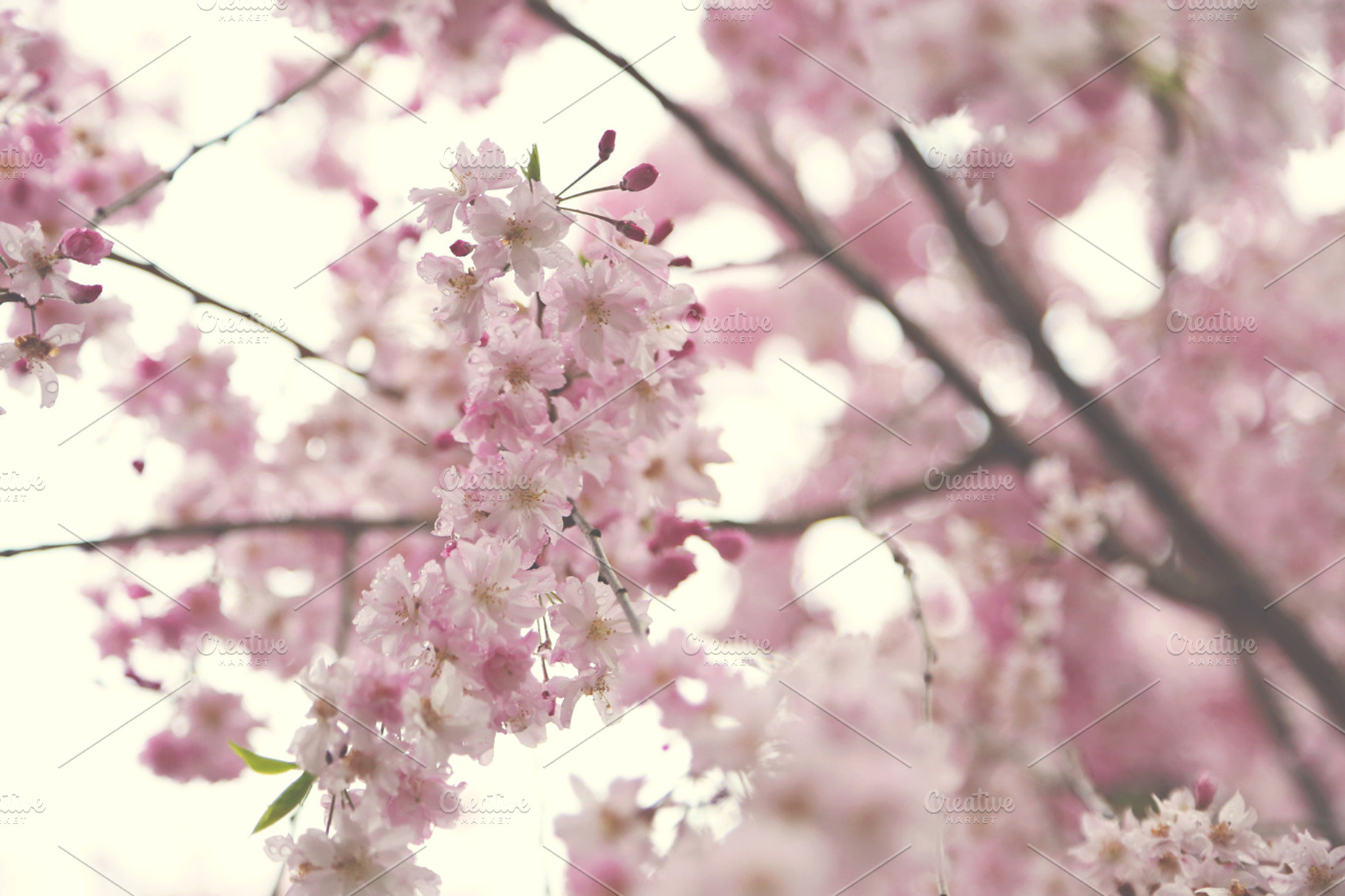 Pink blooms containing flowers, pink, and bloom, a Nature Photo by BrightShadow Photo Art