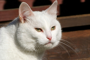 White cat sitting isolated, a Photo by saiko3p