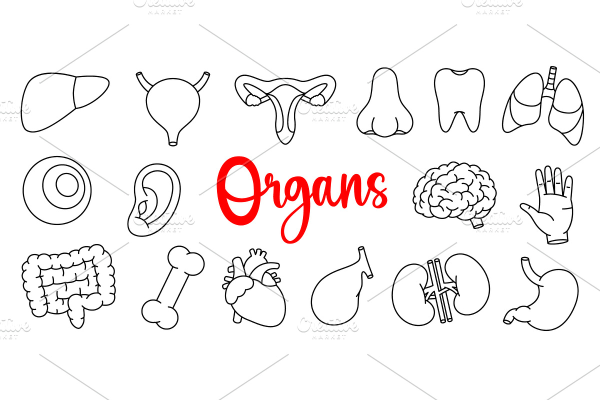 Set of human organs. Heart, kidneys, an Object Illustration by GraphiShop