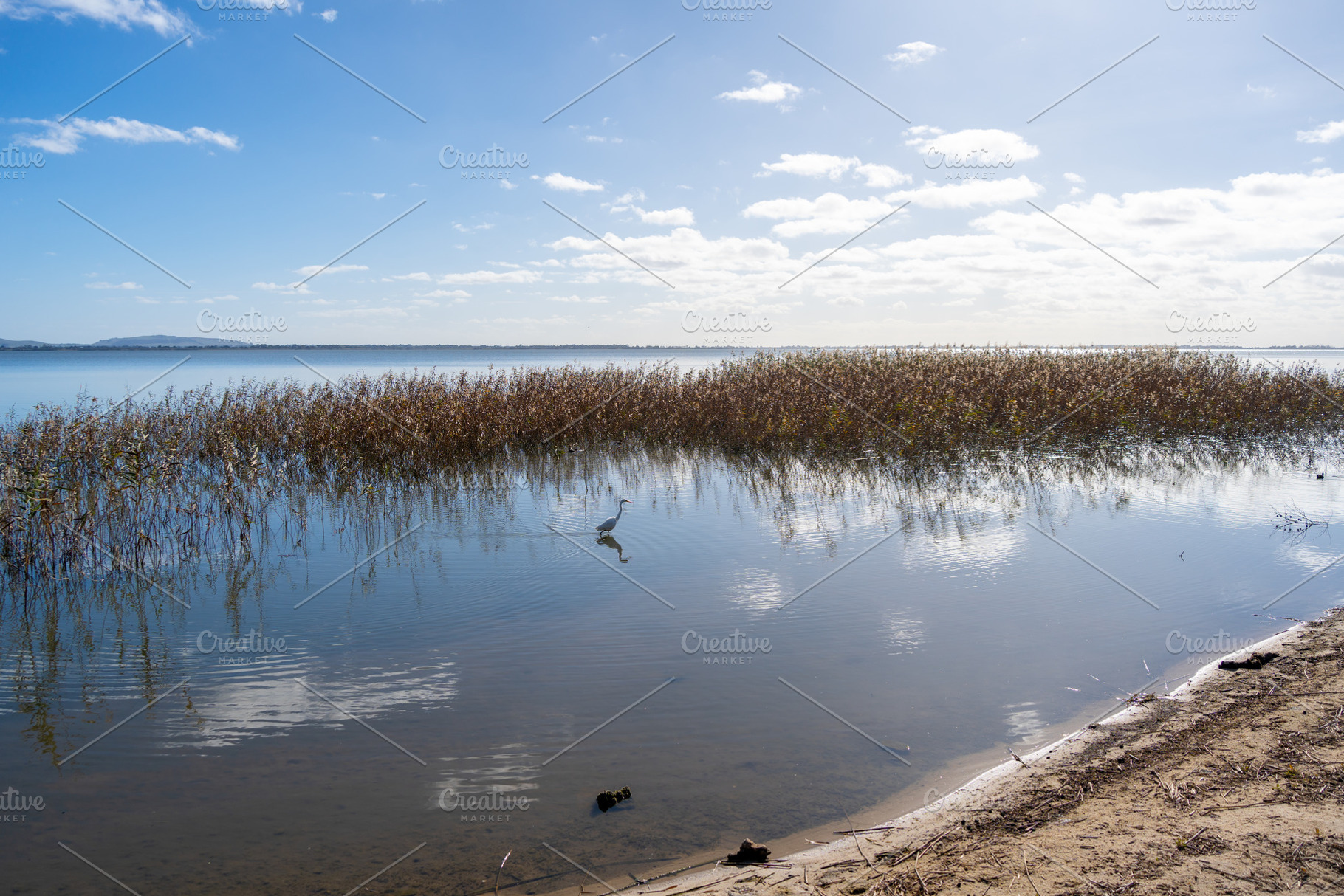 Plumed egret standing in Lake Colac, Victoria, Australia, among, a Nature Photo by GoodGoods