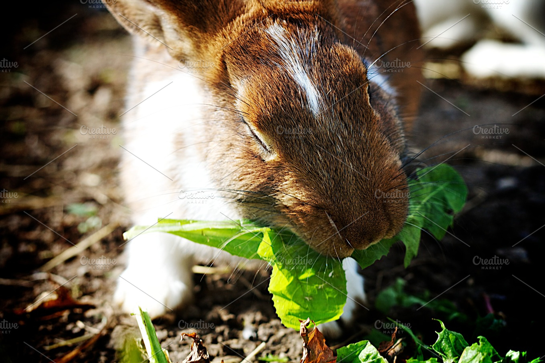 Bunny containing bunny, rabbit, and watch