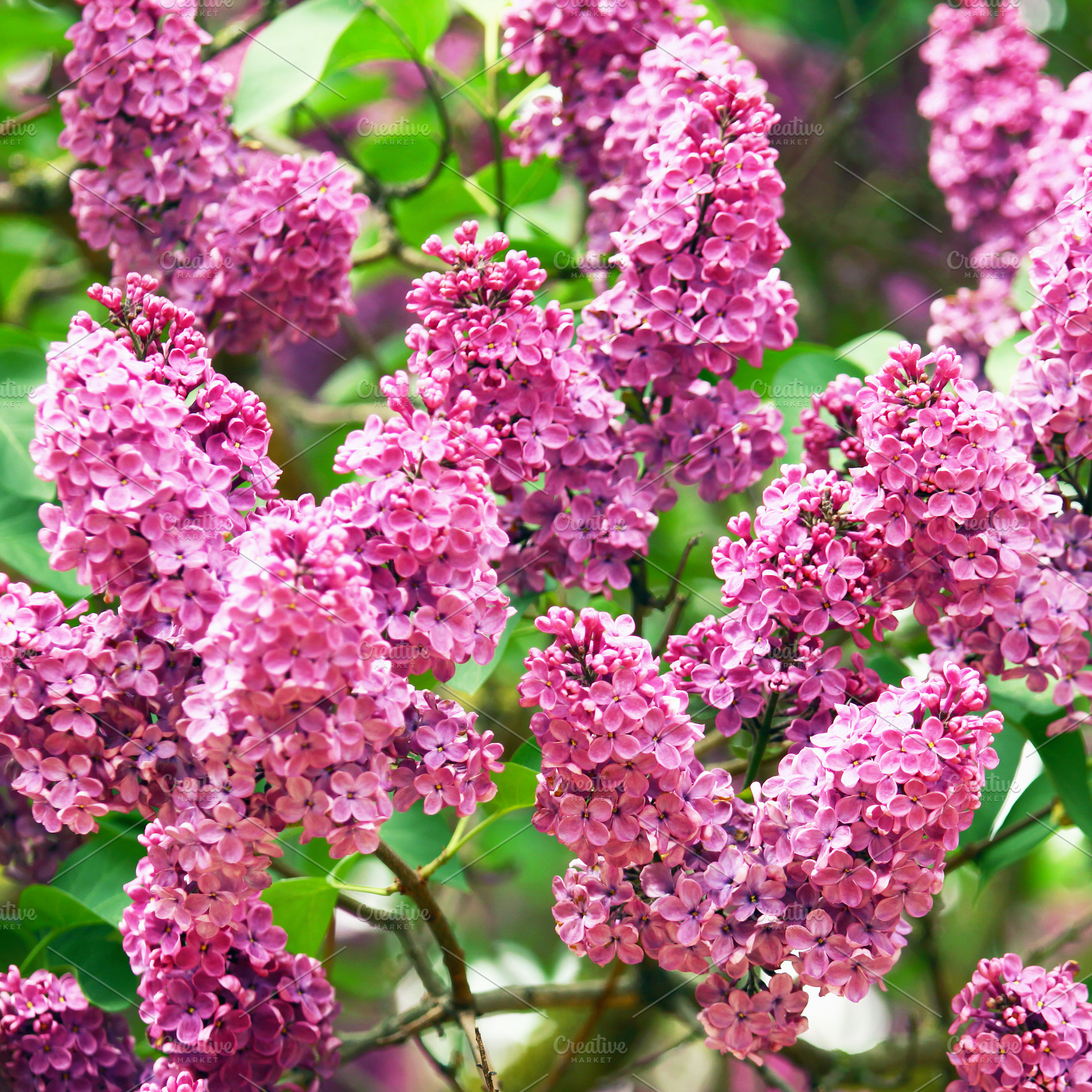 Blossoming purple lilac tree, a Nature Photo by BOOCYS