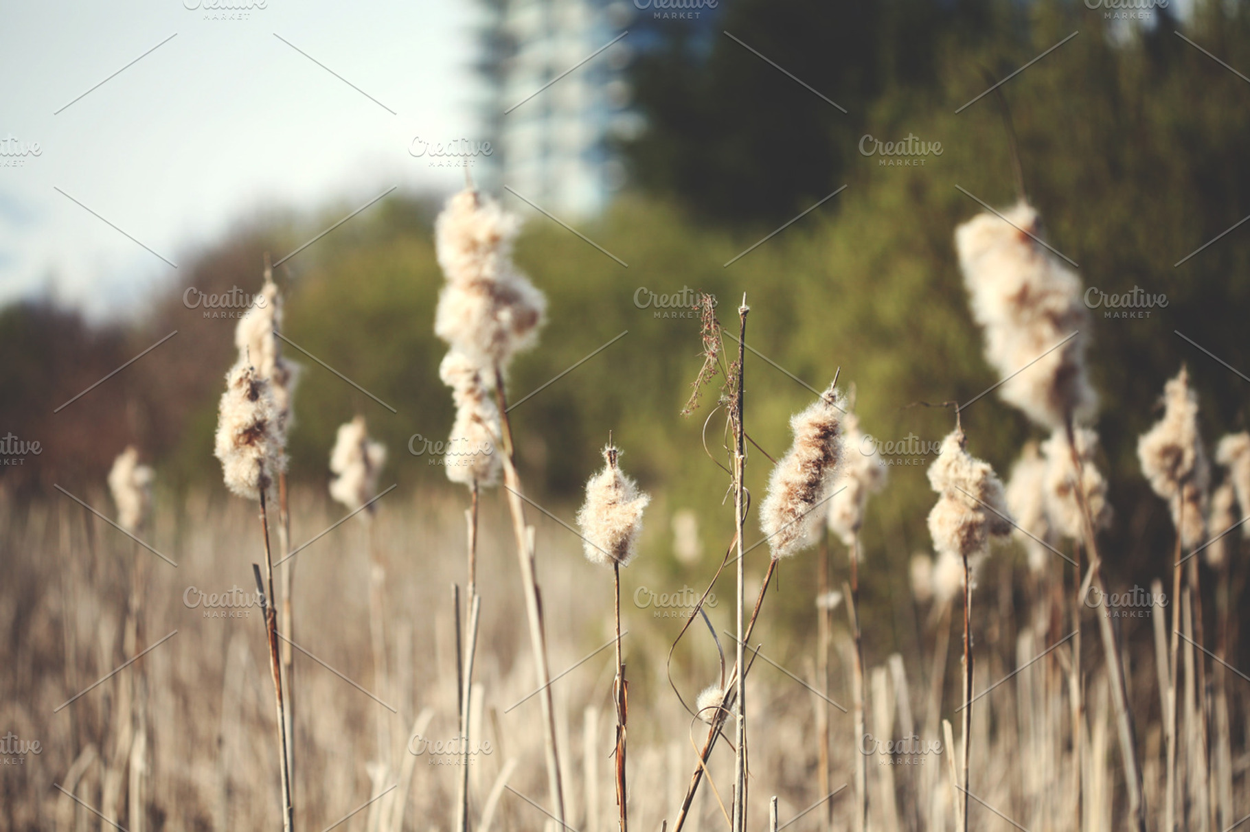 Spring Cotton Field, a Nature Photo by oliviazhang