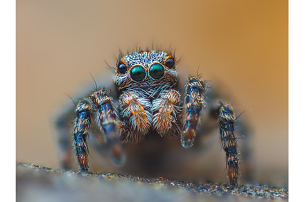 A Close-up picture of a Jumping