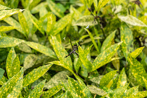 Argiope amoena spider in garden foliage, Takayama, Japan, a Nature Photo by GoodGoods