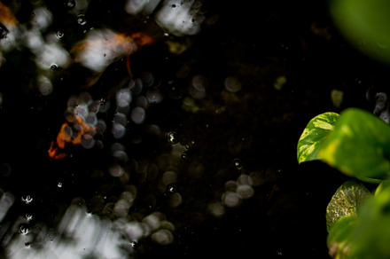 A fish and the reflection of water
