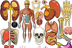 Vector Human Anatomy Clipart, a Person Illustration by Design Scotch