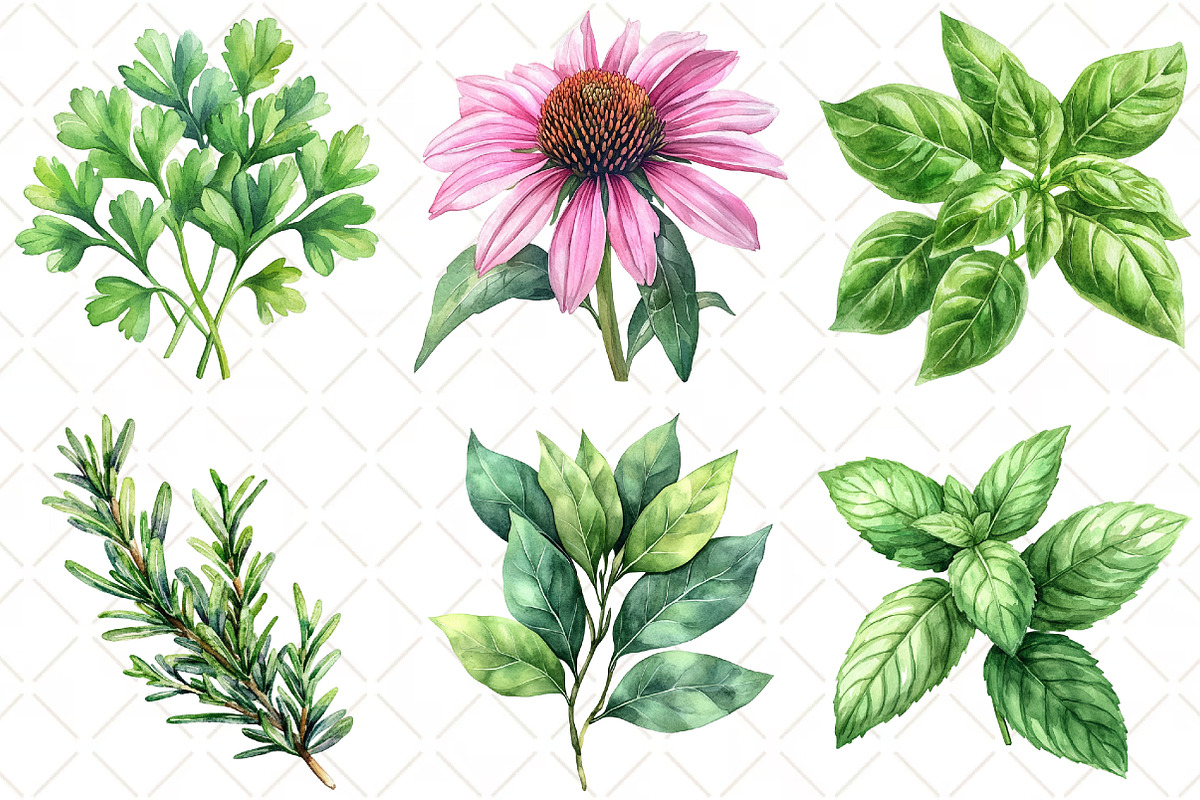 Watercolor Medicinal Herbs Clipart, an Illustration by Black Bird Studio (Photo 4 of 5)