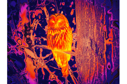 Infrared Thermal Image of Ural owl