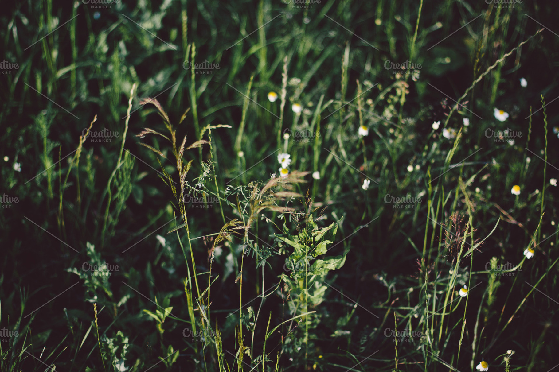 Meadow Containing Grass Wild And Wildlfowers