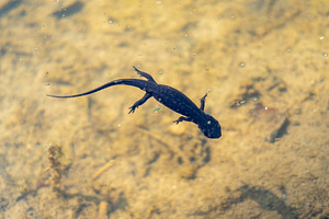 Japanese fire-bellied newt swimming in Shirakawa-go pond, Japan, an Animal Photo by GoodGoods