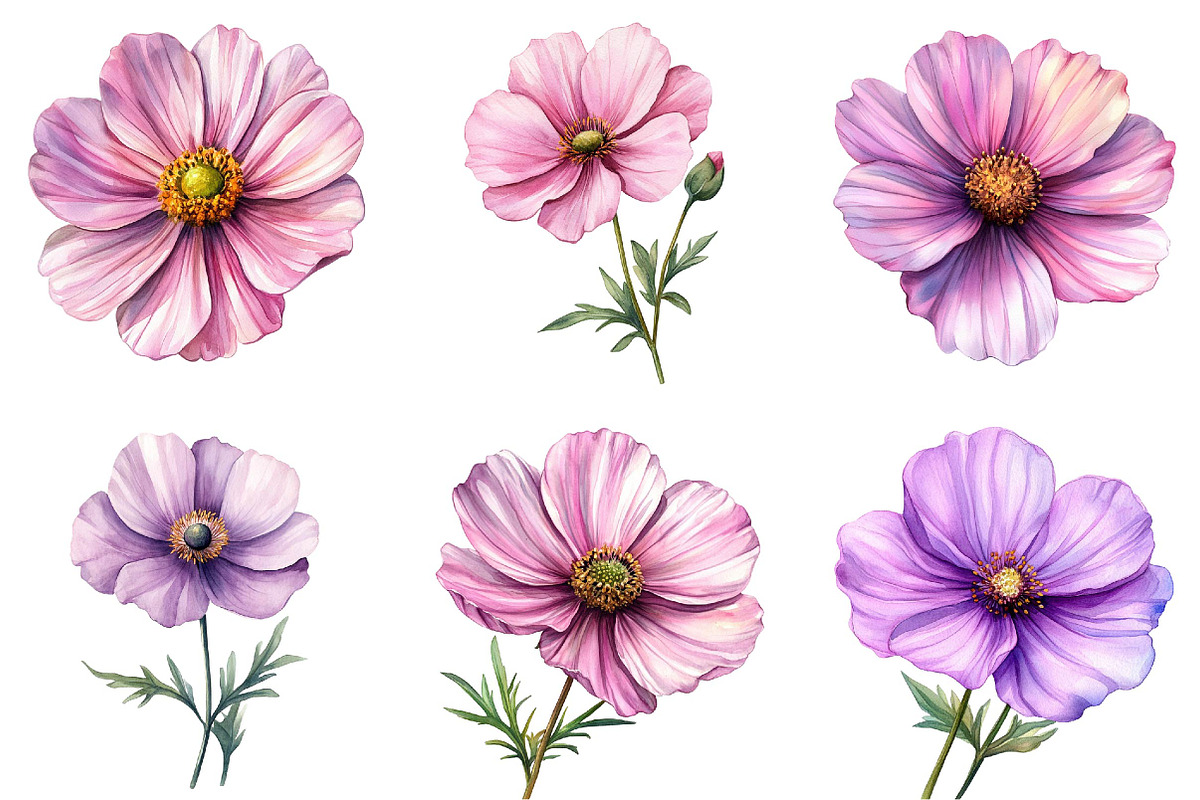 Watercolor Spring Cosmos Flower Clip, a Texture Illustration by DreamPrint404 (Photo 4 of 7)