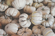 Pumpkins stock photo featuring fall stock photo, white pumpkins, and autumn, a Holiday Photo by SLS Design Co. (Thumbnail 2 of 2)