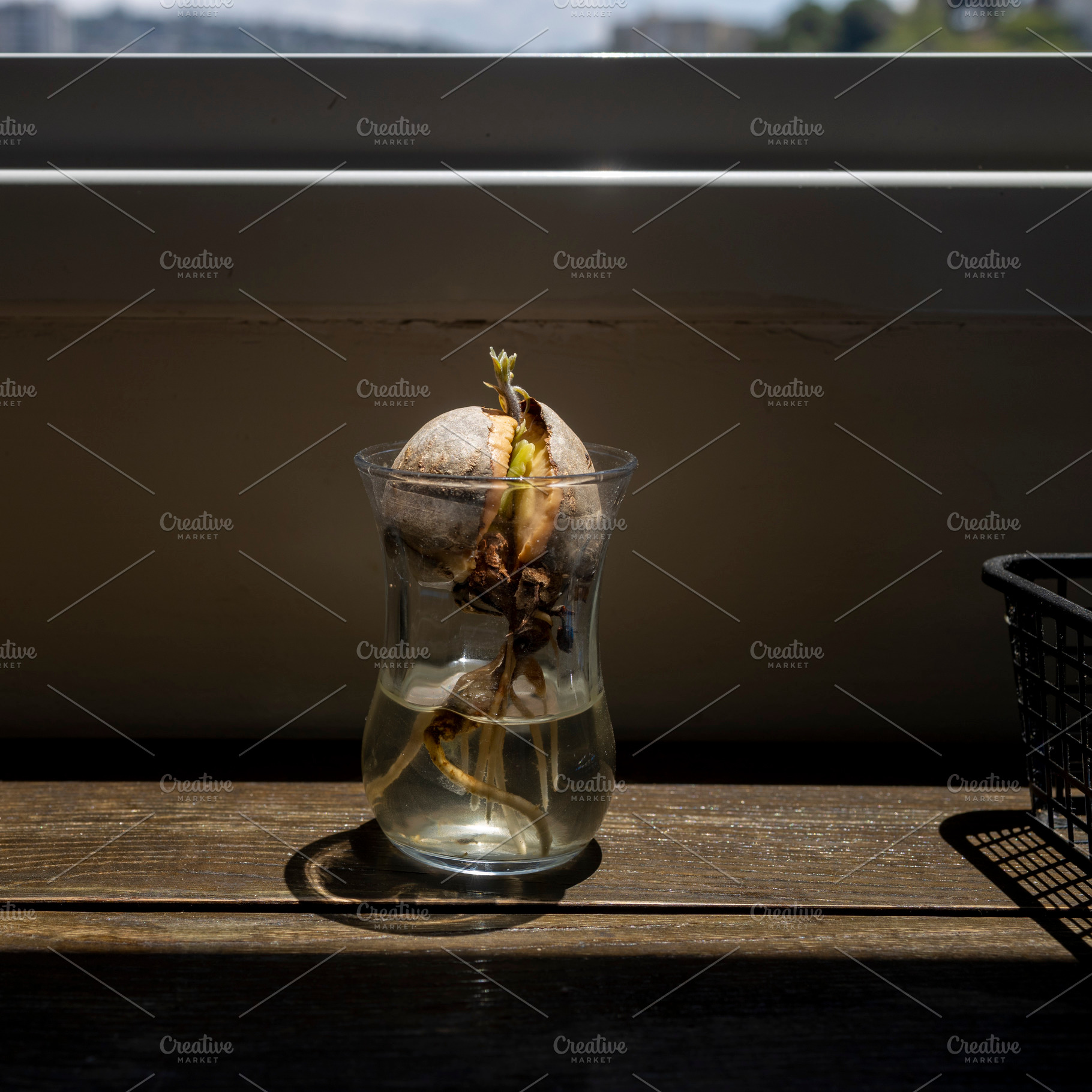 an avocado seed in a jar has sproute, a Nature Photo by Imaginarium
