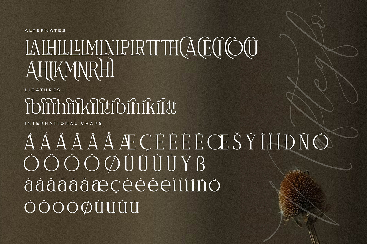 Naftegfo A New Modern Serif, a Serif Font by Storytype Studio (Photo 13 of 15)