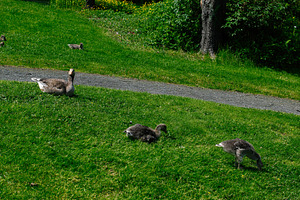 Geese and goslings grazing on green grass in Reykjavik, Iceland under sunlight, a Photo by AS photostudio