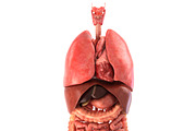 Human internal organs, a Characters & Person 3D Model by konstantin.ermolaev (Thumbnail 46 of 46)