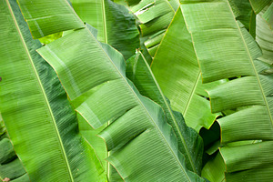 Banana Palms, a Nature Photo by THP Creative