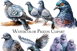 Watercolor Pigeon Clipart