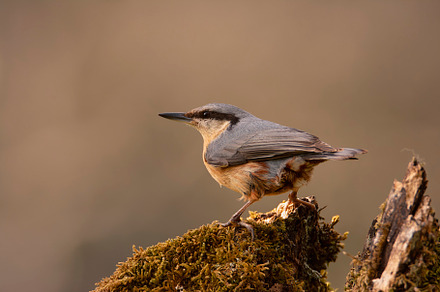 Eurasian nuthatch perching on a tree., an Animal Photo by CreativePhotoSpain