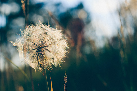 Fields Of Gold preview 6