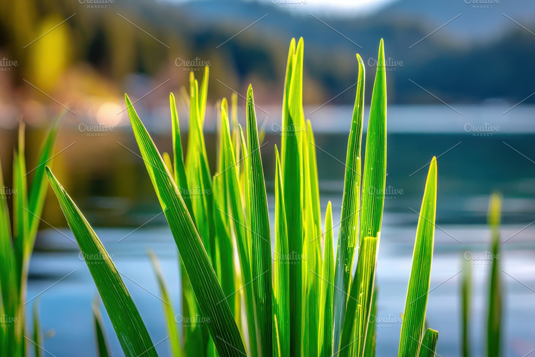 Serene lakeside view with tall grass and blue sky, a Nature Photo by AlyaAnd