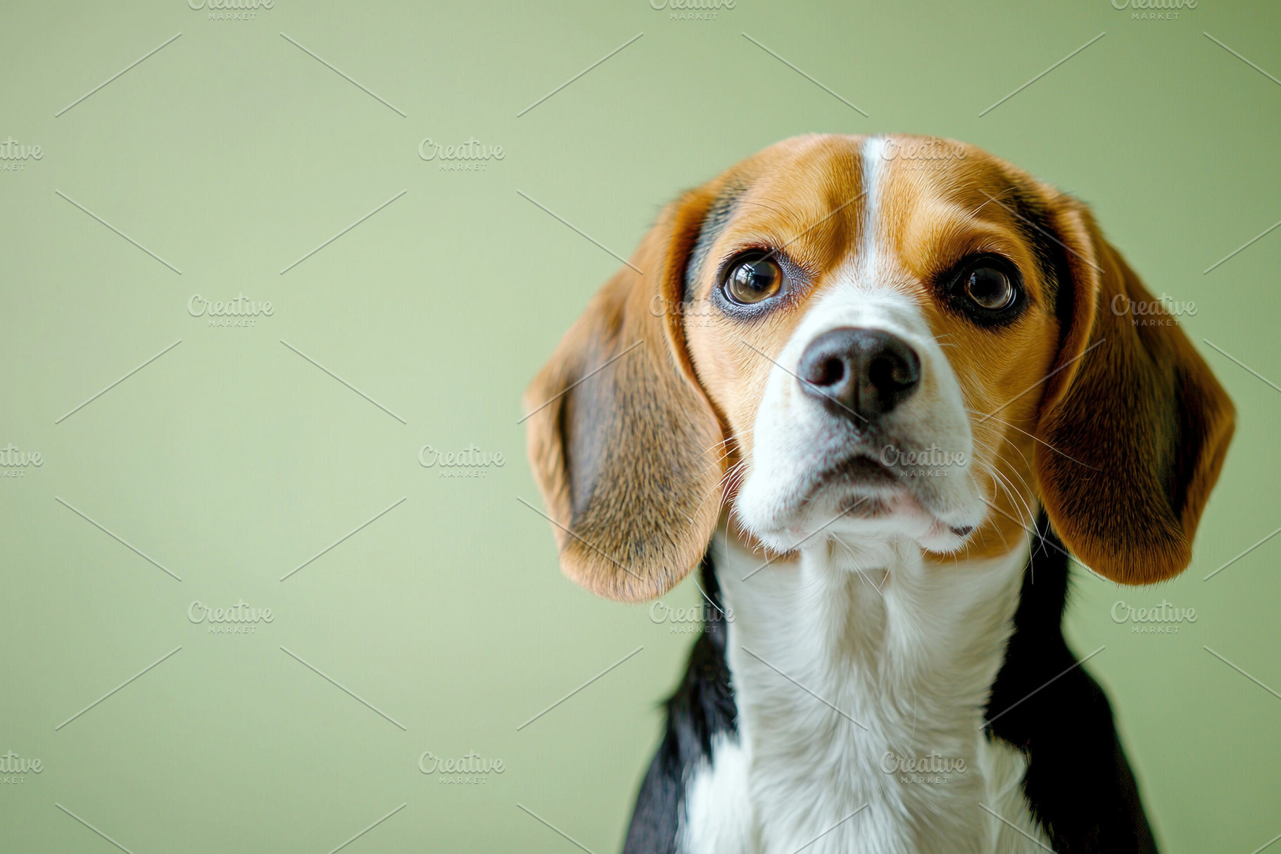 Front facing portrait of a Beagle dog with floppy ears and big e, an Animal Photo by José Manuel Gelpi