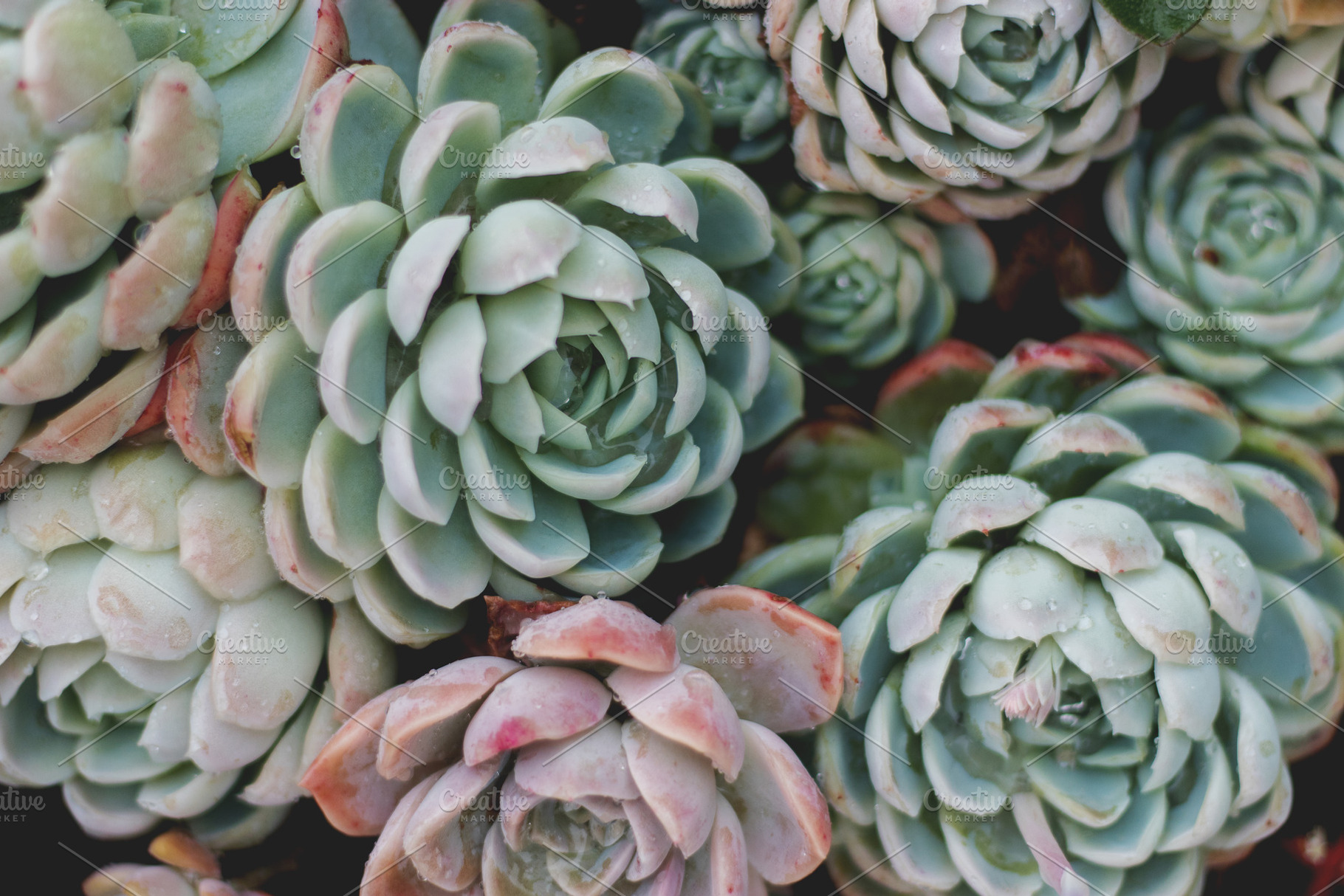 Rock Rose Succulent Texture Photo, a Nature Photo by René Jordaan Photography