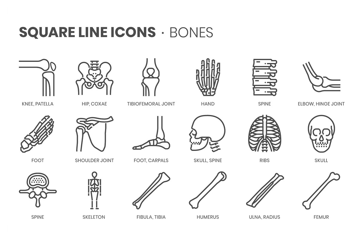 Bones, Square Line Icons, an Outline Icon by Howcolour