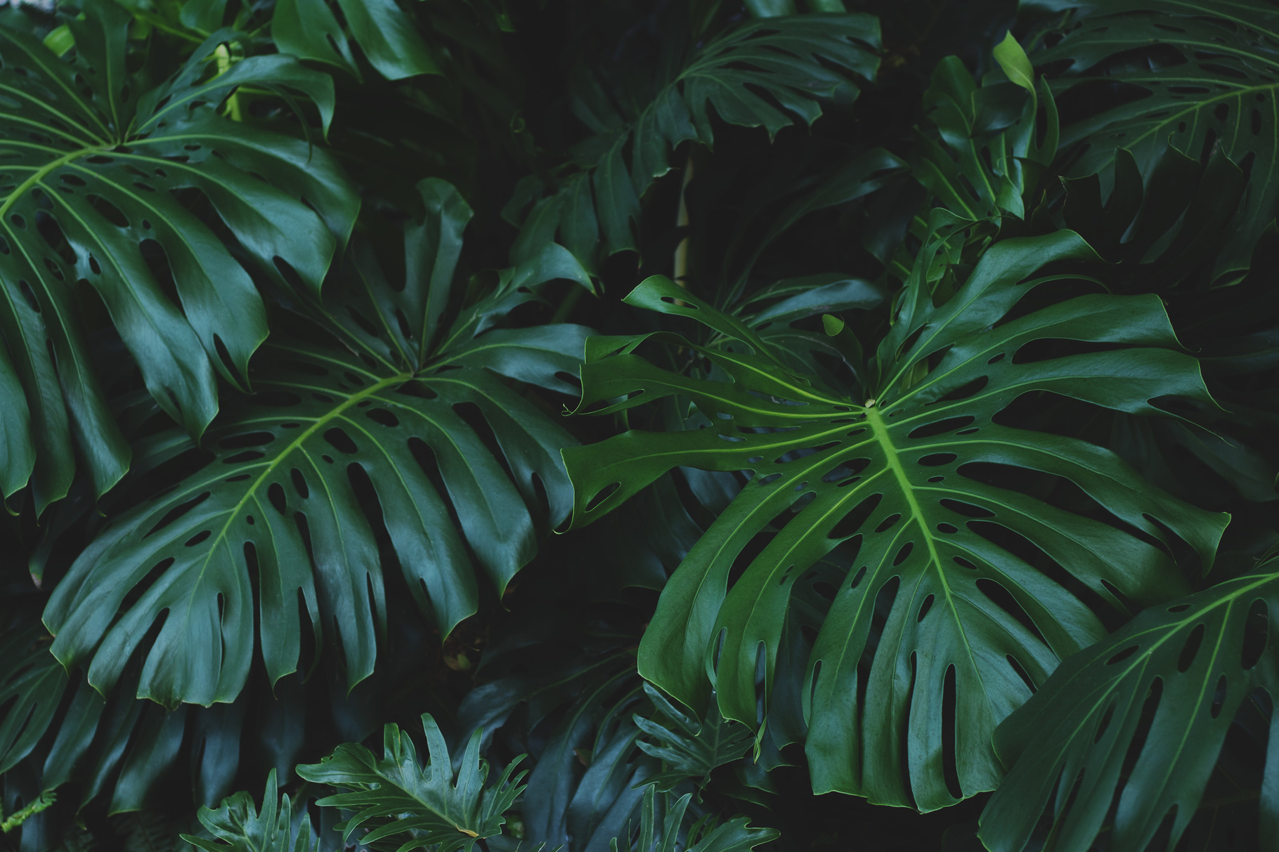 Lush Monster Jungle Leaves, a Nature Photo by René Jordaan Photography