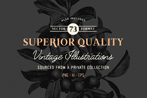 19 Vintage Fonts Bundle & Extras