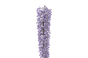 Wisteria, an Environmental 3D Model by AndrewWhite (Thumbnail 6 of 10)