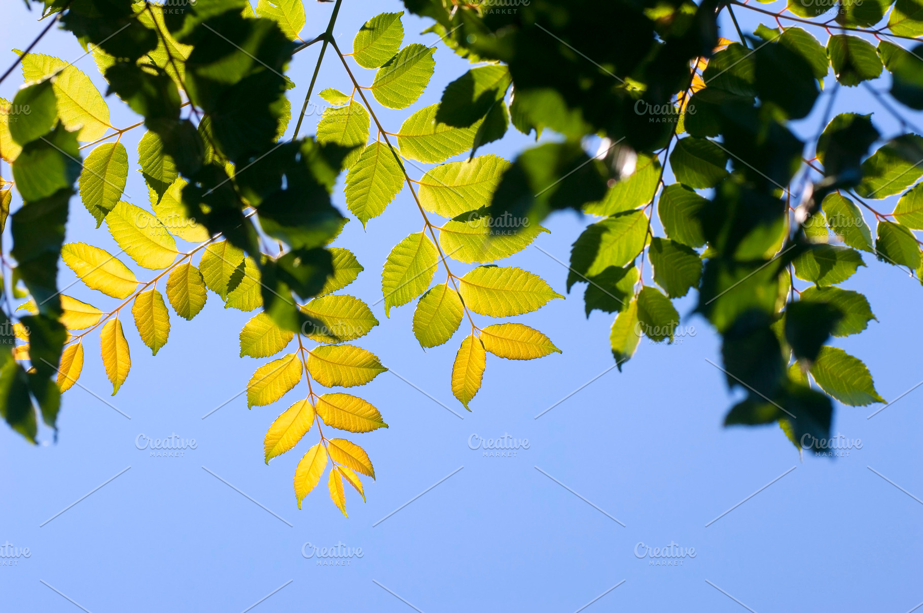 Leaves And Sky Background, a Background Photo by THP Creative