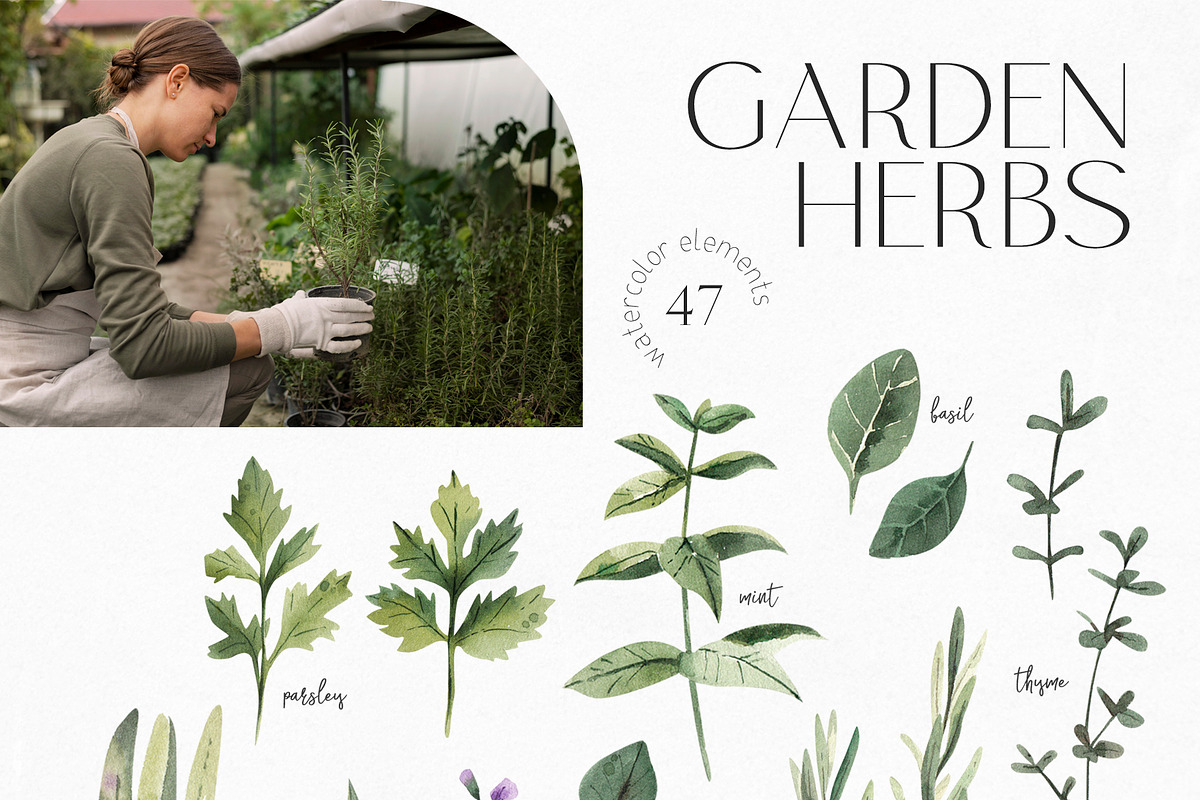 Watercolor Garden Herbs Clipart, a Food Illustration by YuliyaArtGarden (Photo 2 of 9)