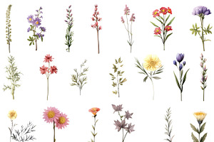 Botanical Wildflowers Clipart Bundle