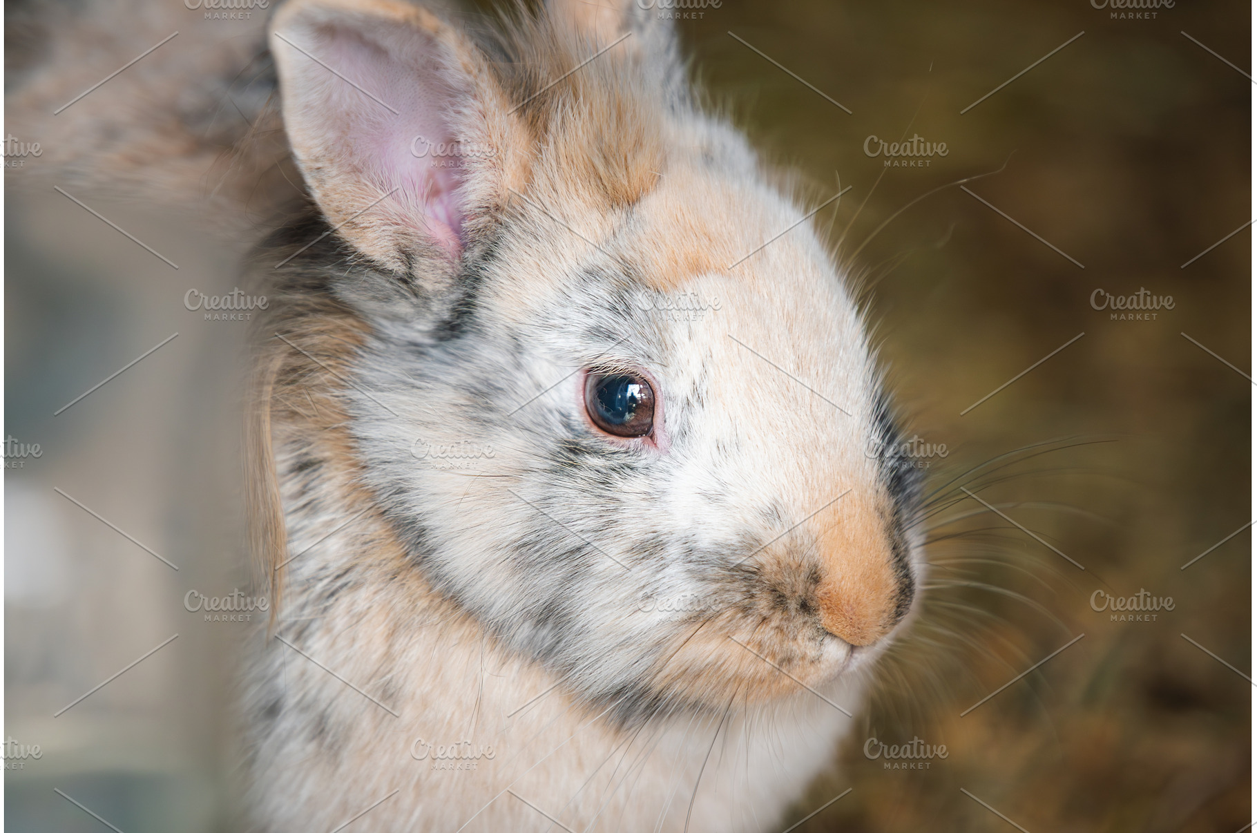 Close-up Profile Portrait of a, an Animal Photo by MadPhotos